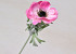 Anemone 30cm Pink