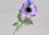 Anemone 30cm Lila