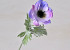 Anemone 30cm Lilac