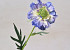 Scabiosa 35cm Blau