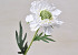 Scabiosa Blanc 35cm