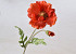 Coquelicot 65cm Rouge