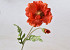 Poppy Flower 65cm Red