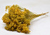 Broom Bloom Geel 50cm