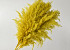 Pampas grass 110cm Yellow