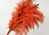 Pampas gras 110cm Oranje