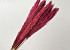 Arundo Mix 110cm Pink