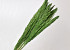 Arundo Mix 110cm Green