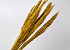 Arundo Mix 110cm Geel