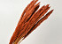 Arundo Mix 110cm Orange