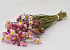 Acroclinium Rose 50cm Petit