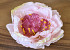 Peony Pink D16cm