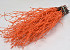 Bouleau Orange 50pcs