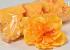 Hibiscus D14cm Yellow
