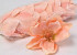 Magnolia D17cm Rose