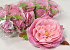 Pivoine D13cm Rose