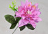 Dahlia D14cm Roze