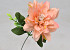 Dahlia D14cm Peach