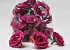 Mini Rose D3,5cm Bordeaux 24-Pack