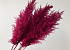 Pampas gras 110cm Cerise