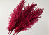 Pampas gras 110cm Fuchsia