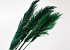 Pampas gras 110cm Groen