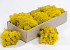 Lichen stabilisé Jaune 500gr.