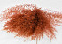 Air Fern Orange 15cm 5-Pack 