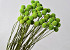 Craspedia Vert Clair, par tige