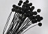 Craspedia Black, per stem