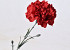 Dianthus 60cm Red