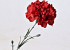 Dianthus 60cm Rouge