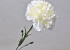 Dianthus Weiß 60cm