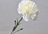 Dianthus White 60cm