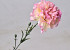 Dianthus 60cm Rosa