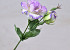 Lisianthus Paars 38cm