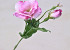Lisianthus Rose 38cm