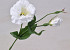 Lisianthus 38cm White