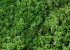 Lichen Stabilisé Vert Mix par kg
