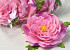 Peony D13cm Pink