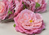 Peony D13cm Pink