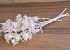 Chardon Eryngium 50cm blanchi
