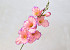 Gladiole D9cm Rosa