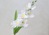 Sword Lily D11cm White