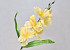 Sword Lily D11cm Cream-Yellow