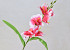 Gladiole D11cm Rosa