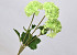 Hortensia 3pcs Vert 72cm