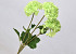 Hydrangea 3pcs Green 72cm