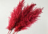 Pampas gras 110cm Rood