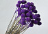 Craspedia Lilac, per stem